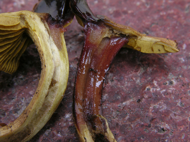 Cortinarius croceus?